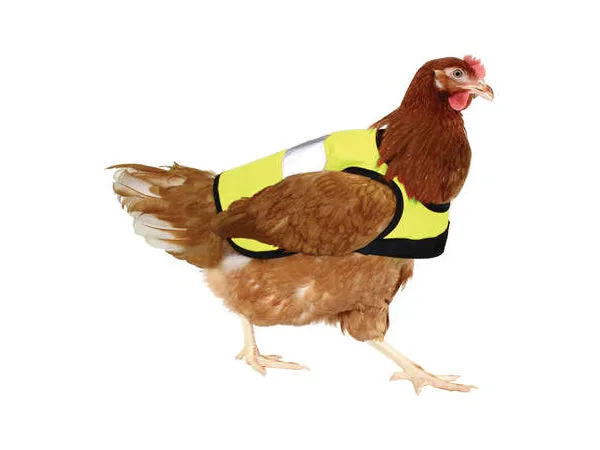 High-Vis Safety Chicken Jacket
